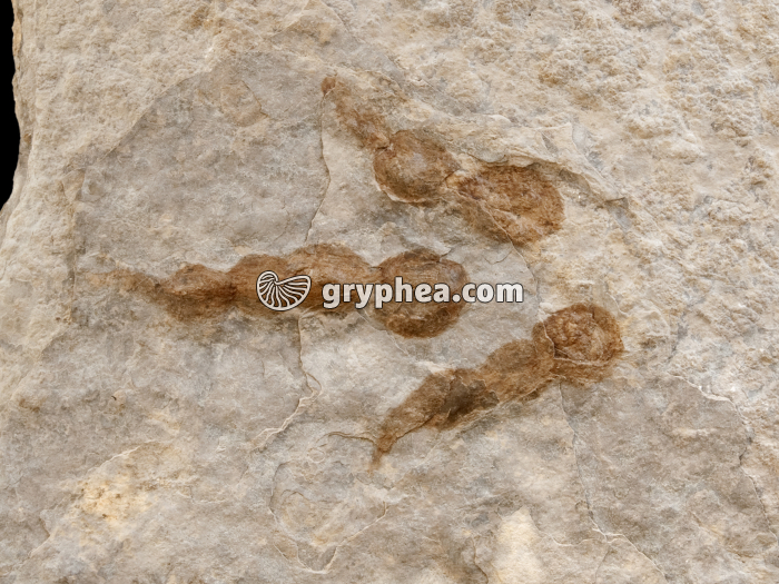 Empreinte de Dinosaure tridactyle (détail) - gryphea.org